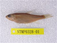 藏品(臺灣鬚鱲)的圖片